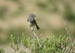 Anairetes flavirostris