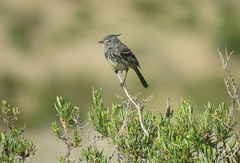 Anairetes flavirostris