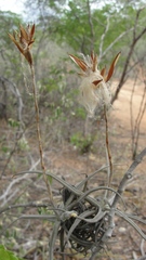 Tillandsia streptocarpa