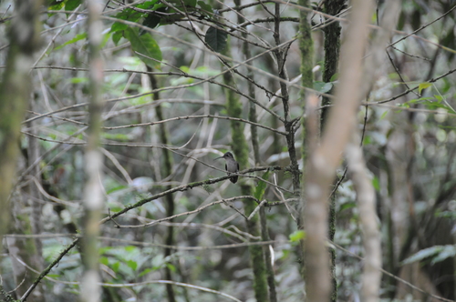 Pampa curvipennis