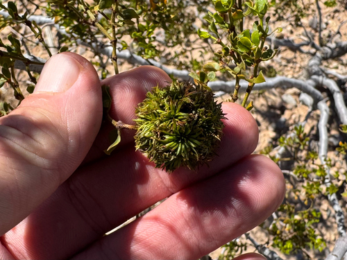 Unknown species found near Huachuca City, AZ, US
