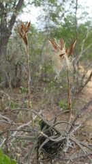 Tillandsia streptocarpa