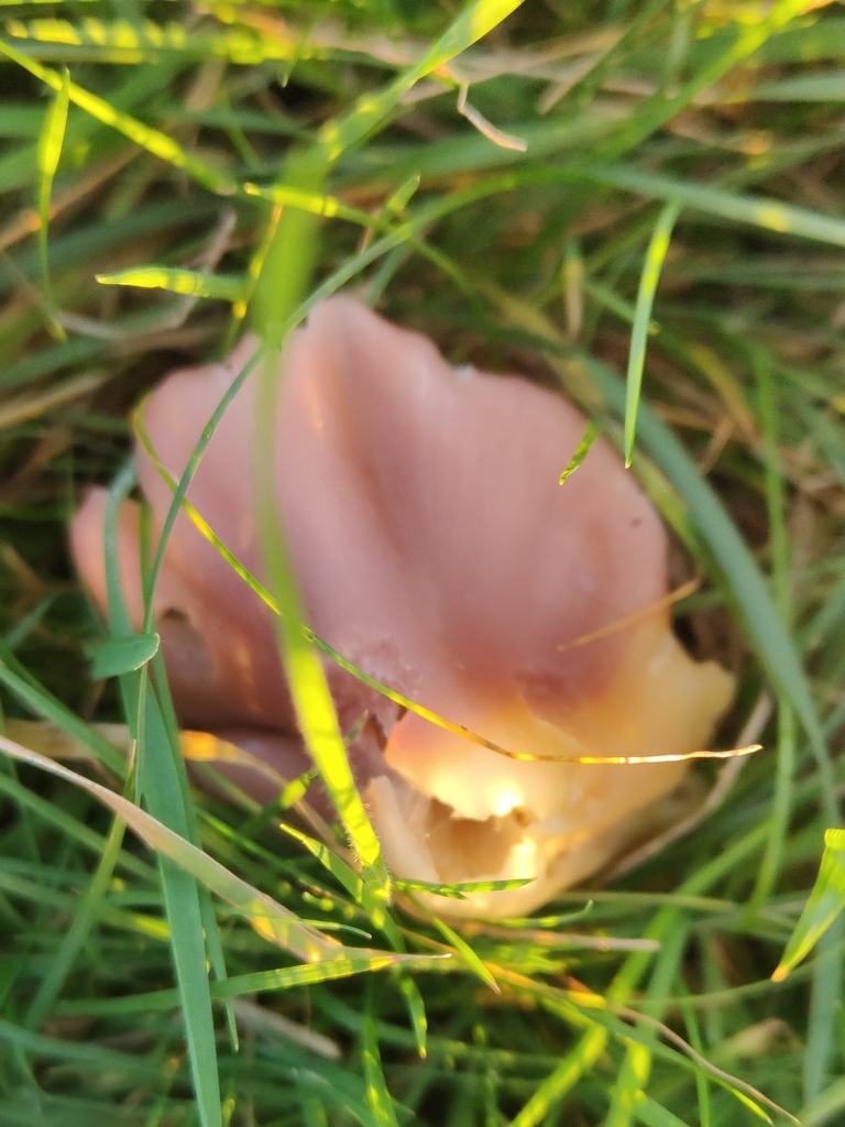 Porpolomopsis calyptriformis · November 2025 · photo: © tomhughes97 (iNaturalist, cc-by)