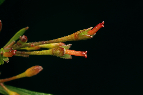 Dodonaea viscosa