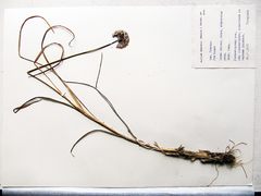 Allium maackii