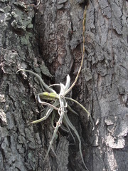 Tillandsia streptocarpa