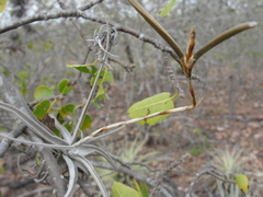 Tillandsia streptocarpa