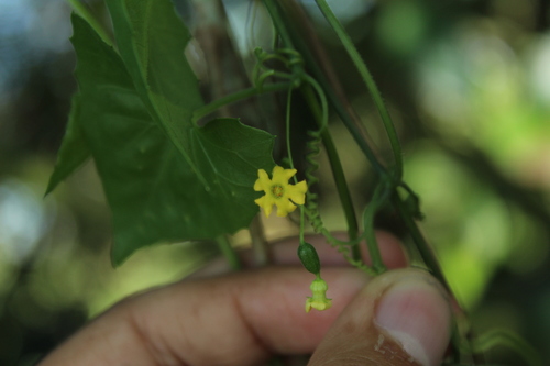 Melothria longituba