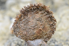 Pinctada mazatlanica