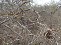Tillandsia streptocarpa