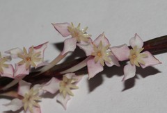 Struthiola myrsinites