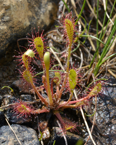 Drosera anglica
