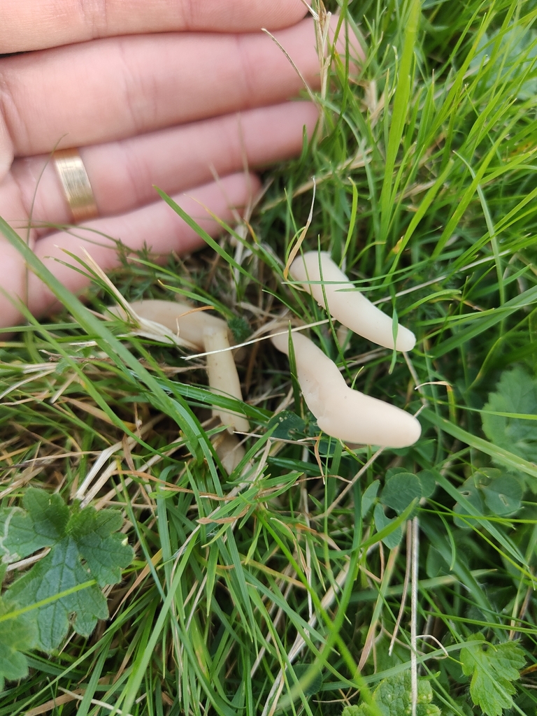 Clavaria fumosa · November 2025 · photo: © tomhughes97 (iNaturalist, cc-by)