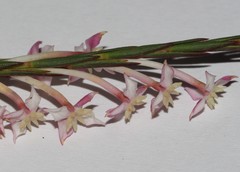 Struthiola myrsinites