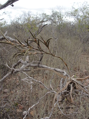 Tillandsia streptocarpa