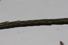 Struthiola myrsinites