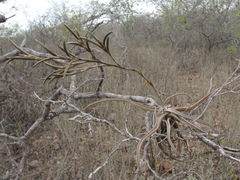 Tillandsia streptocarpa