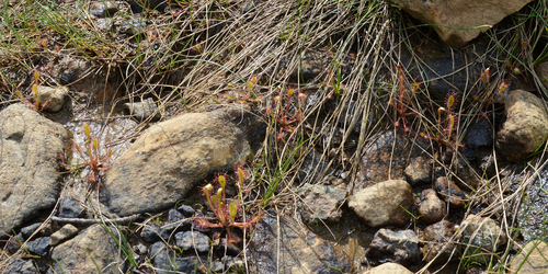 Drosera anglica