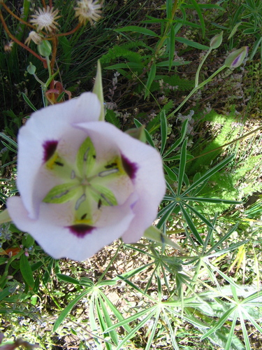 white mariposa lily (Calochortus eurycarpus)