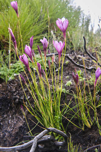Geissorhiza outeniquensis