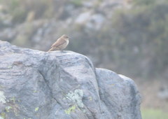 Upucerthia validirostris