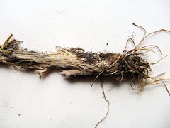 Allium maackii