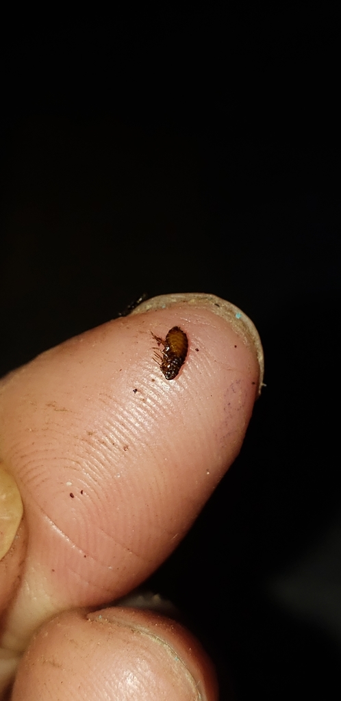 Dog Flea