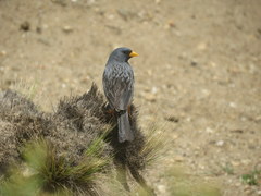Rhopospina alaudina