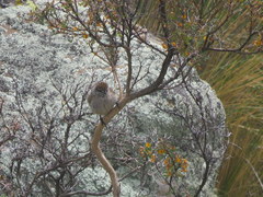 Leptasthenura aegithaloides