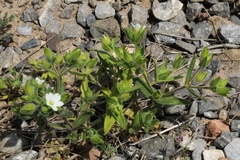Cerastium dichotomum
