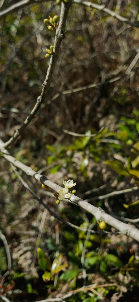 Eugenia uruguayensis (Eugenia uruguayensis)