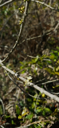 Eugenia uruguayensis (Eugenia uruguayensis)