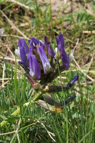 Astragalus masenderanus