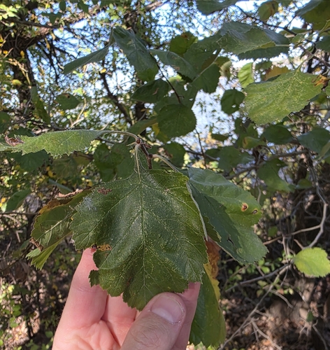 downy hawthorn (Crataegus mollis)