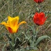 Tulipa greigii - Photo (c) vladimir_epiktetov, algunos derechos reservados (CC BY-NC), subido por vladimir_epiktetov