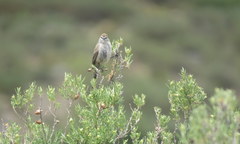 Leptasthenura aegithaloides