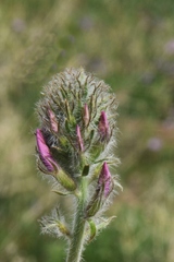 Oxytropis pilosissima