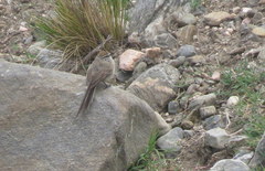 Leptasthenura aegithaloides