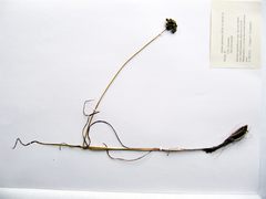Allium maackii