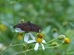 Anastrus sempiternus sempiternus