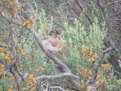 Phacellodomus striaticeps