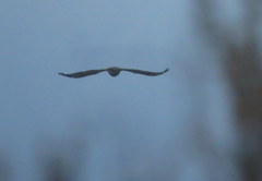 Bubo virginianus magellanicus