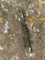 Argia extranea