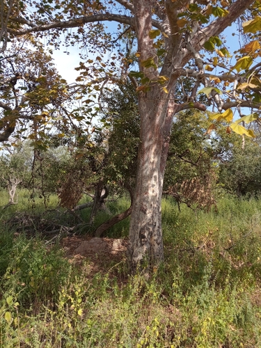 Sterculia setigera