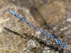 Argia variabilis