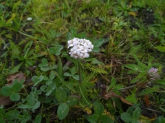 Achillea millefolium