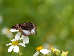 Noctuana lactifera bipuncta