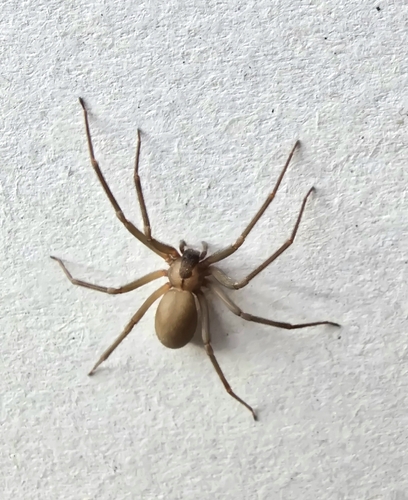 Brown Recluse