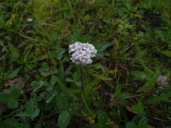 Achillea millefolium