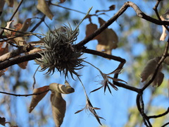 Tillandsia loliacea